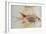 Squirrel Fish or Soldier Fish-John White-Framed Giclee Print