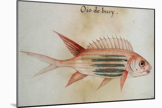 Squirrel Fish or Soldier Fish-John White-Mounted Giclee Print