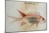 Squirrel Fish or Soldier Fish-John White-Mounted Giclee Print