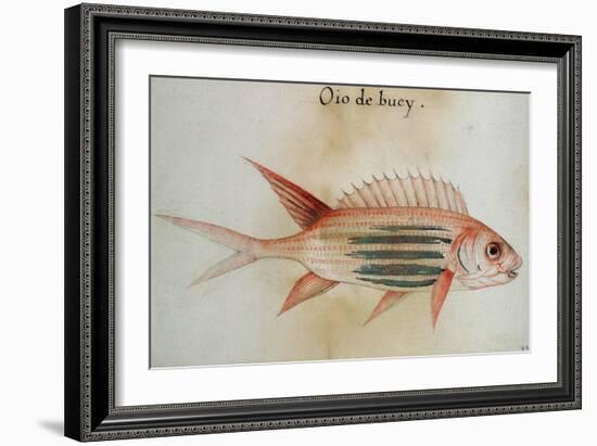 Squirrel Fish or Soldier Fish-John White-Framed Giclee Print