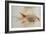 Squirrel Fish or Soldier Fish-John White-Framed Giclee Print