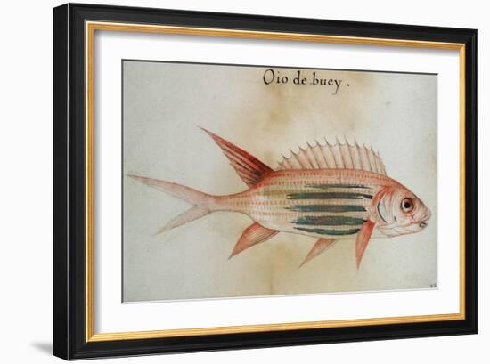 Squirrel Fish or Soldier Fish-John White-Framed Giclee Print