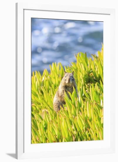 Squirrel in Ice Plants, La Jolla, San Diego, California-Stuart Westmorland-Framed Premium Photographic Print