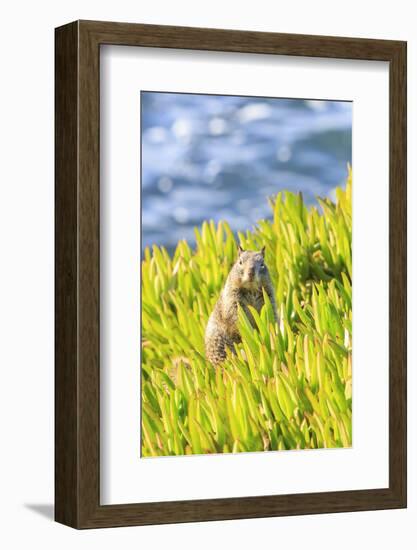 Squirrel in Ice Plants, La Jolla, San Diego, California-Stuart Westmorland-Framed Photographic Print