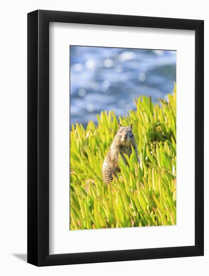 Squirrel in Ice Plants, La Jolla, San Diego, California-Stuart Westmorland-Framed Photographic Print