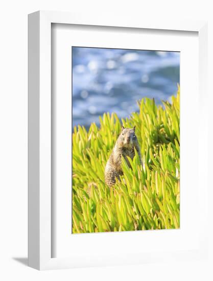 Squirrel in Ice Plants, La Jolla, San Diego, California-Stuart Westmorland-Framed Photographic Print