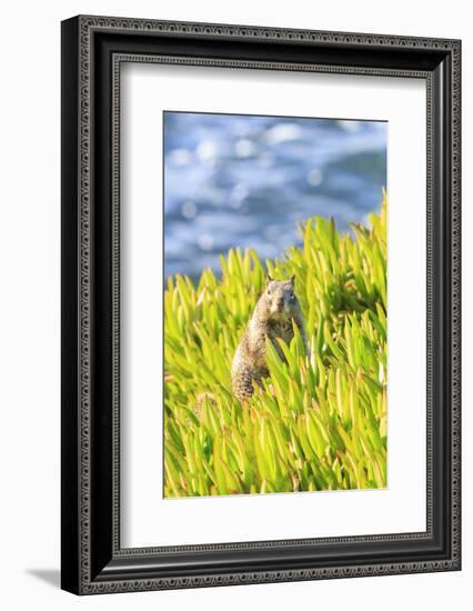 Squirrel in Ice Plants, La Jolla, San Diego, California-Stuart Westmorland-Framed Photographic Print