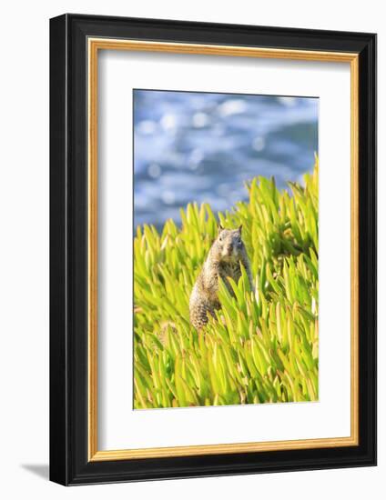Squirrel in Ice Plants, La Jolla, San Diego, California-Stuart Westmorland-Framed Photographic Print