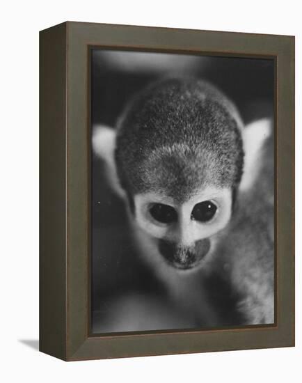 Squirrel Monkey, Baker, Who Made Space Flight in Jupiter Missile, in Lab-Grey Villet-Framed Premier Image Canvas