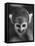 Squirrel Monkey, Baker, Who Made Space Flight in Jupiter Missile, in Lab-Grey Villet-Framed Premier Image Canvas