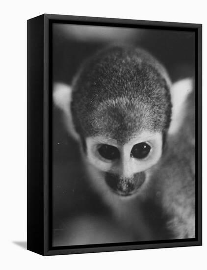 Squirrel Monkey, Baker, Who Made Space Flight in Jupiter Missile, in Lab-Grey Villet-Framed Premier Image Canvas
