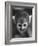 Squirrel Monkey, Baker, Who Made Space Flight in Jupiter Missile, in Lab-Grey Villet-Framed Photographic Print