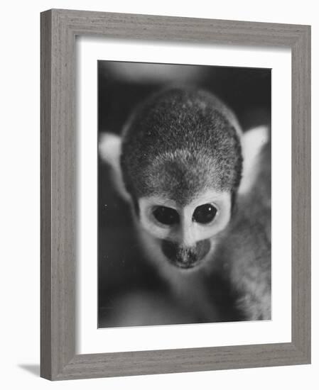 Squirrel Monkey, Baker, Who Made Space Flight in Jupiter Missile, in Lab-Grey Villet-Framed Photographic Print