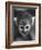 Squirrel Monkey, Baker, Who Made Space Flight in Jupiter Missile, in Lab-Grey Villet-Framed Photographic Print