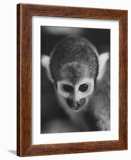 Squirrel Monkey, Baker, Who Made Space Flight in Jupiter Missile, in Lab-Grey Villet-Framed Photographic Print