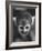 Squirrel Monkey, Baker, Who Made Space Flight in Jupiter Missile, in Lab-Grey Villet-Framed Photographic Print