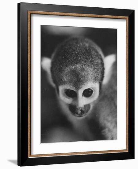 Squirrel Monkey, Baker, Who Made Space Flight in Jupiter Missile, in Lab-Grey Villet-Framed Photographic Print