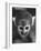 Squirrel Monkey, Baker, Who Made Space Flight in Jupiter Missile, in Lab-Grey Villet-Framed Photographic Print