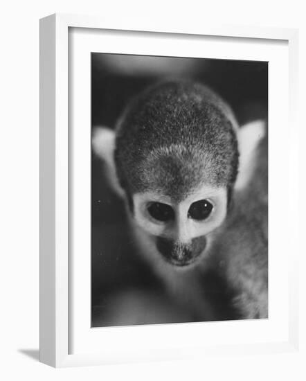 Squirrel Monkey, Baker, Who Made Space Flight in Jupiter Missile, in Lab-Grey Villet-Framed Photographic Print