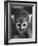 Squirrel Monkey, Baker, Who Made Space Flight in Jupiter Missile, in Lab-Grey Villet-Framed Photographic Print