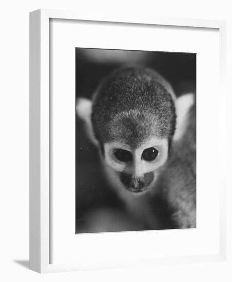 Squirrel Monkey, Baker, Who Made Space Flight in Jupiter Missile, in Lab-Grey Villet-Framed Photographic Print