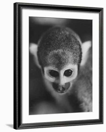 Squirrel Monkey, Baker, Who Made Space Flight in Jupiter Missile, in Lab-Grey Villet-Framed Photographic Print