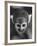 Squirrel Monkey, Baker, Who Made Space Flight in Jupiter Missile, in Lab-Grey Villet-Framed Photographic Print