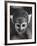 Squirrel Monkey, Baker, Who Made Space Flight in Jupiter Missile, in Lab-Grey Villet-Framed Photographic Print