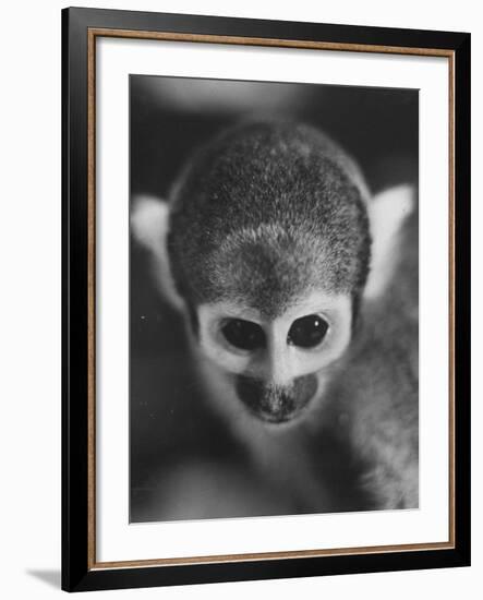 Squirrel Monkey, Baker, Who Made Space Flight in Jupiter Missile, in Lab-Grey Villet-Framed Photographic Print