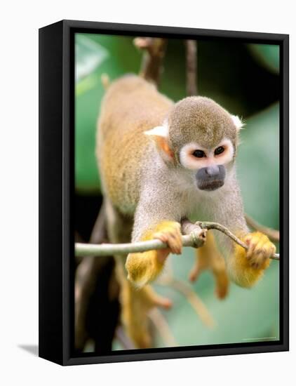 Squirrel Monkey, Rainforest, Manu National Park, Peru-Gavriel Jecan-Framed Premier Image Canvas