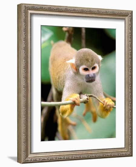 Squirrel Monkey, Rainforest, Manu National Park, Peru-Gavriel Jecan-Framed Photographic Print