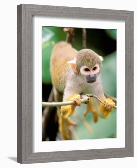 Squirrel Monkey, Rainforest, Manu National Park, Peru-Gavriel Jecan-Framed Photographic Print
