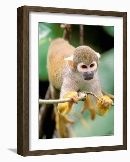 Squirrel Monkey, Rainforest, Manu National Park, Peru-Gavriel Jecan-Framed Photographic Print