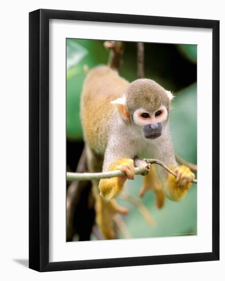 Squirrel Monkey, Rainforest, Manu National Park, Peru-Gavriel Jecan-Framed Photographic Print