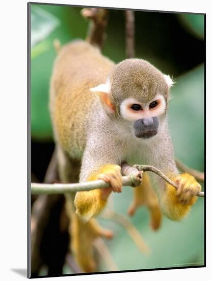 Squirrel Monkey, Rainforest, Manu National Park, Peru-Gavriel Jecan-Mounted Photographic Print