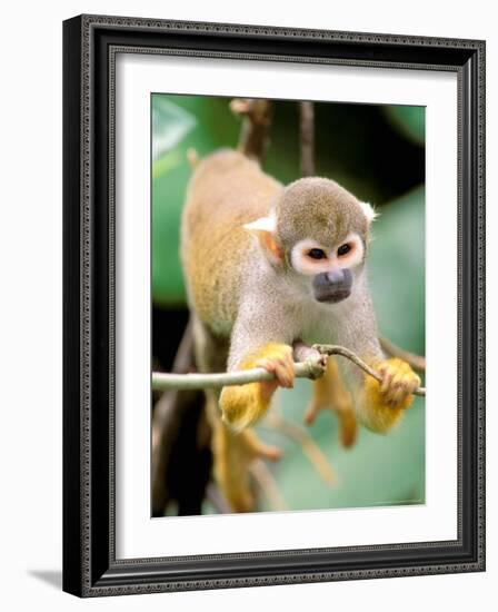 Squirrel Monkey, Rainforest, Manu National Park, Peru-Gavriel Jecan-Framed Photographic Print