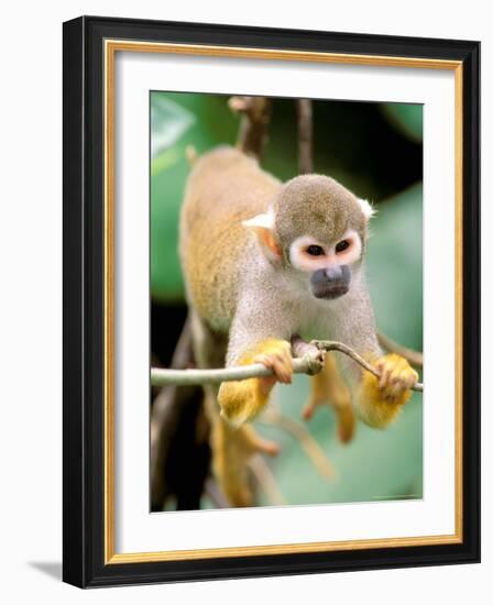 Squirrel Monkey, Rainforest, Manu National Park, Peru-Gavriel Jecan-Framed Photographic Print