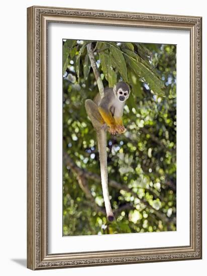 Squirrel Monkey-Tony Camacho-Framed Photographic Print