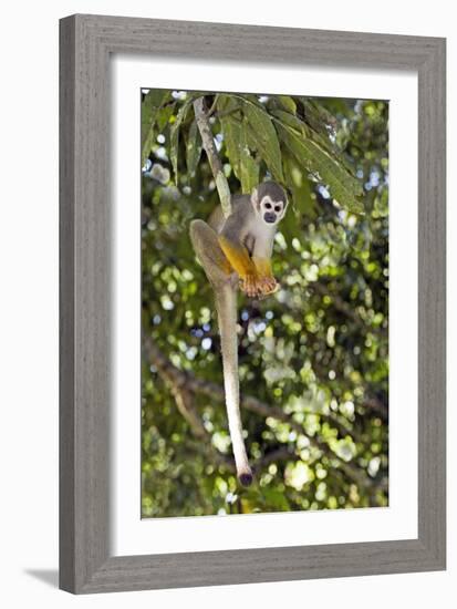 Squirrel Monkey-Tony Camacho-Framed Photographic Print
