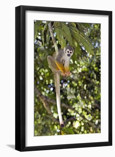 Squirrel Monkey-Tony Camacho-Framed Photographic Print