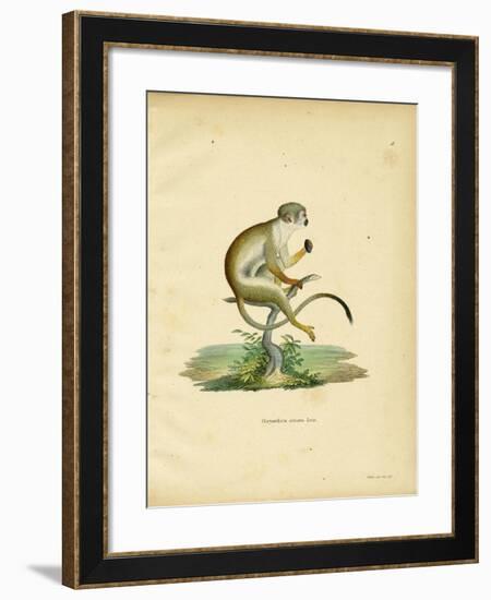 Squirrel Monkey-null-Framed Giclee Print