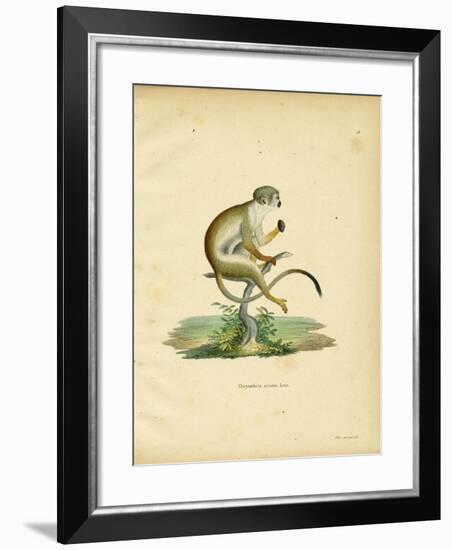Squirrel Monkey-null-Framed Giclee Print