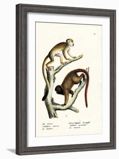 Squirrel Monkeys, 1824-Karl Joseph Brodtmann-Framed Giclee Print