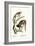 Squirrel Monkeys, 1824-Karl Joseph Brodtmann-Framed Giclee Print