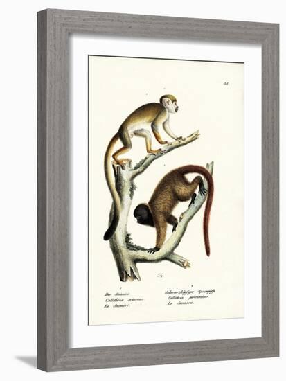 Squirrel Monkeys, 1824-Karl Joseph Brodtmann-Framed Giclee Print