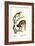 Squirrel Monkeys, 1824-Karl Joseph Brodtmann-Framed Giclee Print