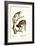 Squirrel Monkeys, 1824-Karl Joseph Brodtmann-Framed Giclee Print