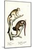 Squirrel Monkeys, 1824-Karl Joseph Brodtmann-Mounted Giclee Print