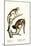 Squirrel Monkeys, 1824-Karl Joseph Brodtmann-Mounted Giclee Print