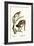 Squirrel Monkeys, 1824-Karl Joseph Brodtmann-Framed Giclee Print